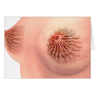 Conceptual Image Of Female Breast Anatomy 6 Cards