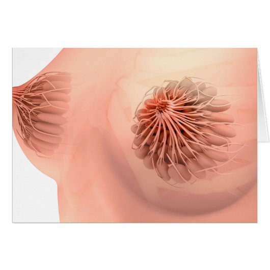 Conceptual Image Of Female Breast Anatomy 6 Cards (Front Horizontal)