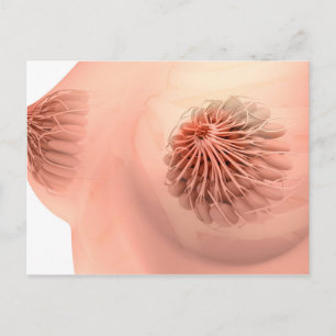 Conceptual Image Of Female Breast Anatomy 6 Postcard