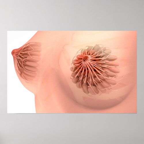 Conceptual Image Of Female Breast Anatomy 6 Poster