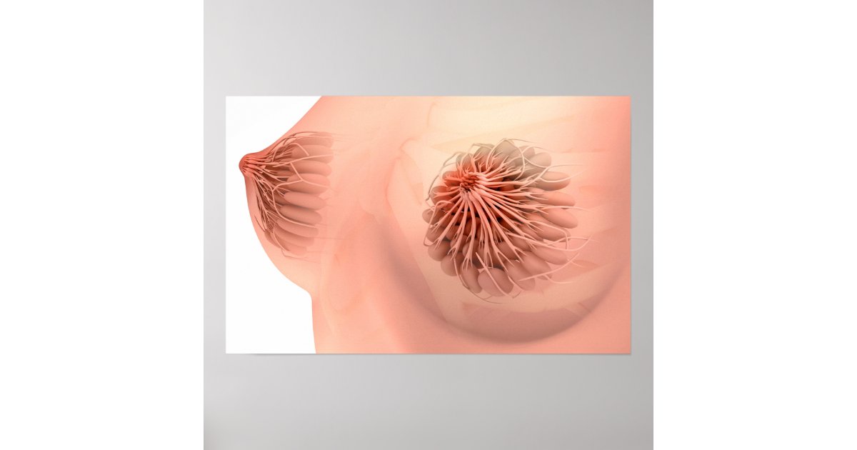 Female breast anatomy illustration Illustration of female breast