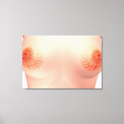 Conceptual Image Of Female Breast Anatomy 7 Canvas Print