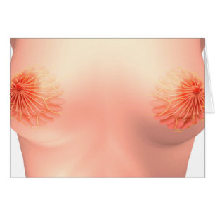 Conceptual Image Of Female Breast Anatomy 7 Cards