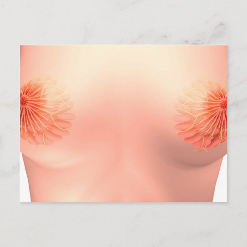 Conceptual Image Of Female Breast Anatomy 7 Postcard