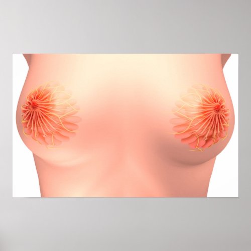 Conceptual Image Of Female Breast Anatomy 7 Poster