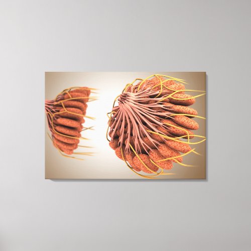 Conceptual Image Of Female Breast Anatomy 8 Canvas Print