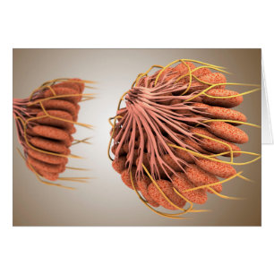 Conceptual Image Of Female Breast Anatomy 8 Cards