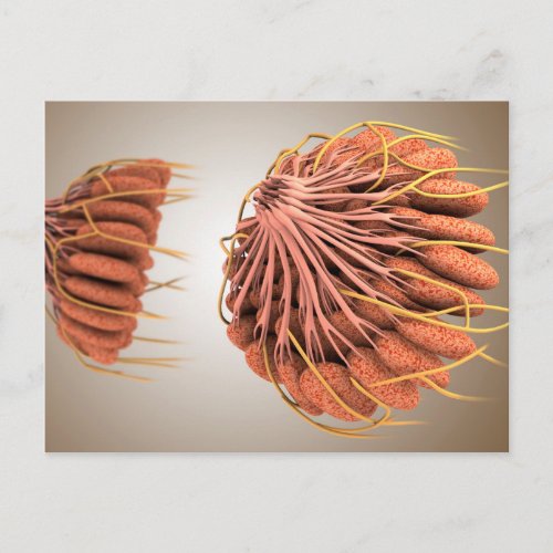 Conceptual Image Of Female Breast Anatomy 8 Postcard