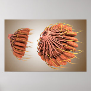 Female Anatomy Posters & Prints