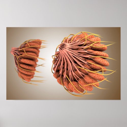 Conceptual Image Of Female Breast Anatomy 8 Poster