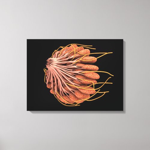 Conceptual Image Of Female Breast Anatomy Canvas Print