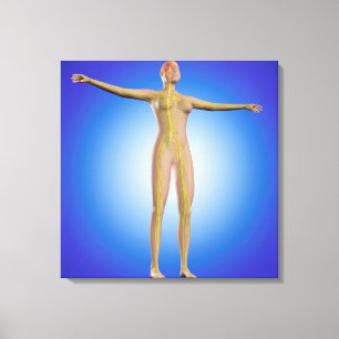Conceptual Image Of Female Nervous System Canvas Print