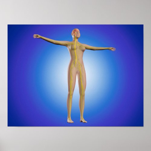 Conceptual Image Of Female Nervous System Poster