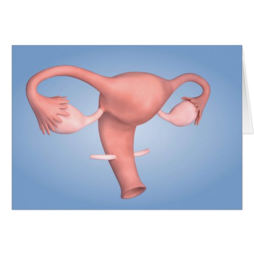 Conceptual Image Of Female Reproductive Organ 1