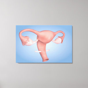 Conceptual Image Of Female Reproductive Organ 1 Canvas Print