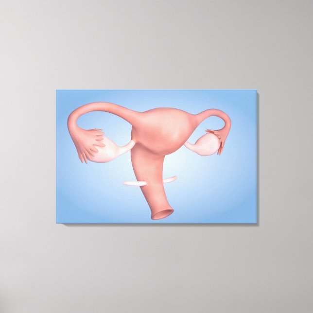Conceptual Image Of Female Reproductive Organ 1 Canvas Print (Front)