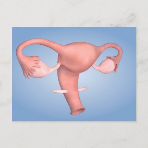 Conceptual Image Of Female Reproductive Organ 1 Postcard