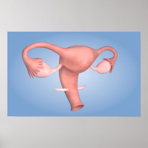 Conceptual Image Of Female Reproductive Organ 1 Poster