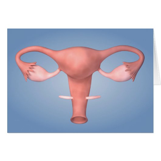 Conceptual Image Of Female Reproductive Organ 2 (Front Horizontal)
