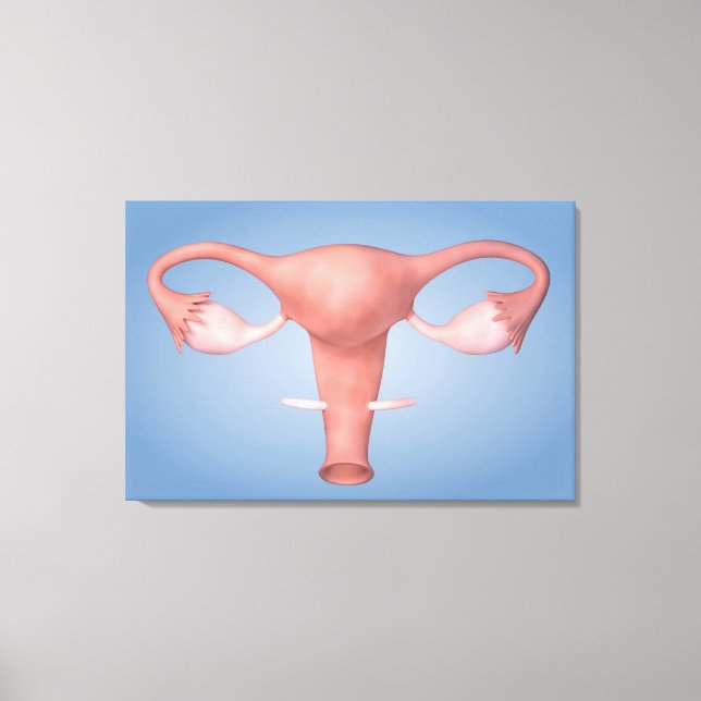 Conceptual Image Of Female Reproductive Organ 2 Canvas Print (Front)
