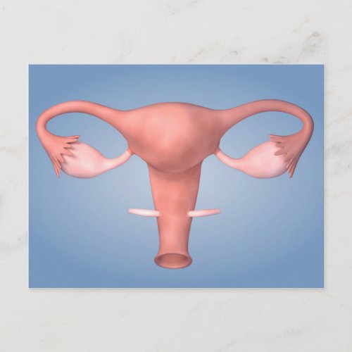 Conceptual Image Of Female Reproductive Organ 2 Postcard