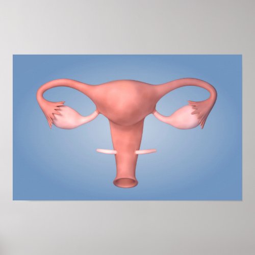 Conceptual Image Of Female Reproductive Organ 2 Poster