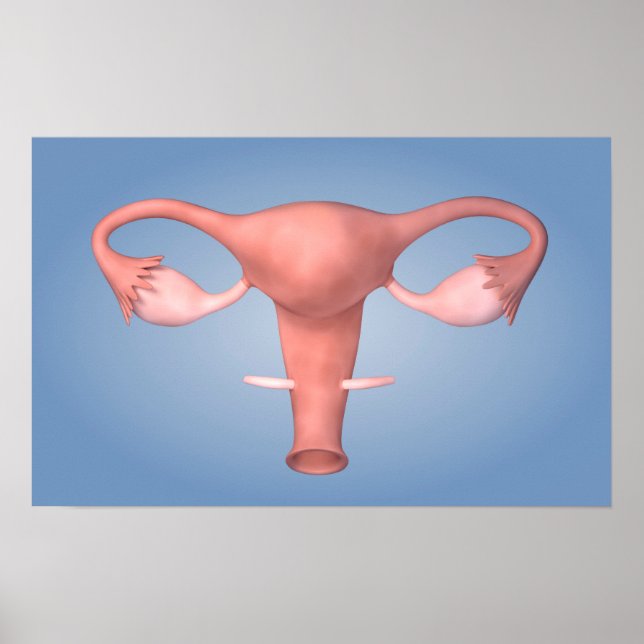 Conceptual Image Of Female Reproductive Organ 2 Poster (Front)