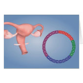 Conceptual Image Of Female Reproductive Organ 3 (Front Horizontal)