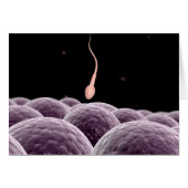 Conceptual Image Of Fertilization Cards (Front Horizontal)