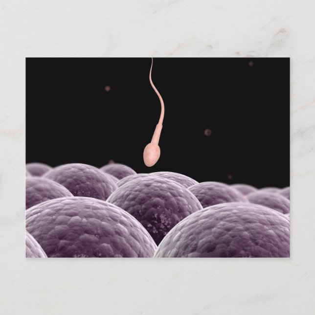 Conceptual Image Of Fertilization Postcard (Front)