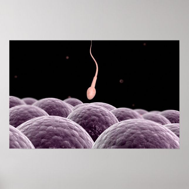 Conceptual Image Of Fertilization Poster (Front)