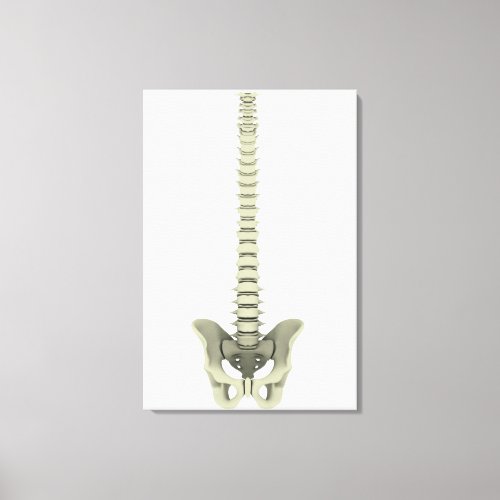 Conceptual Image Of Human Backbone 1 Canvas Print