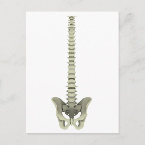 Conceptual Image Of Human Backbone 1 Postcard