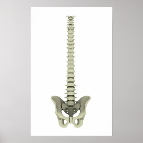 Conceptual Image Of Human Backbone 1 Poster