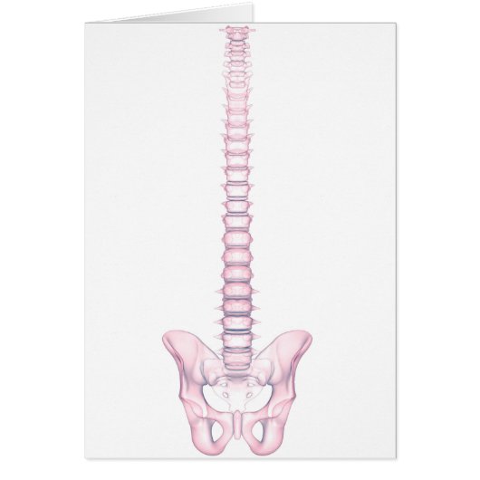 Conceptual Image Of Human Backbone 2 Cards (Front)