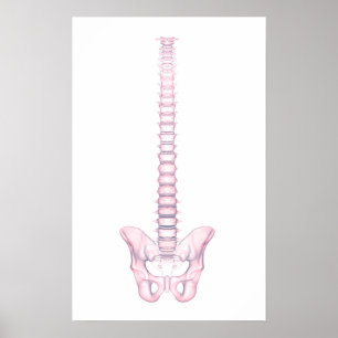 Conceptual Image Of Human Backbone 2 Poster