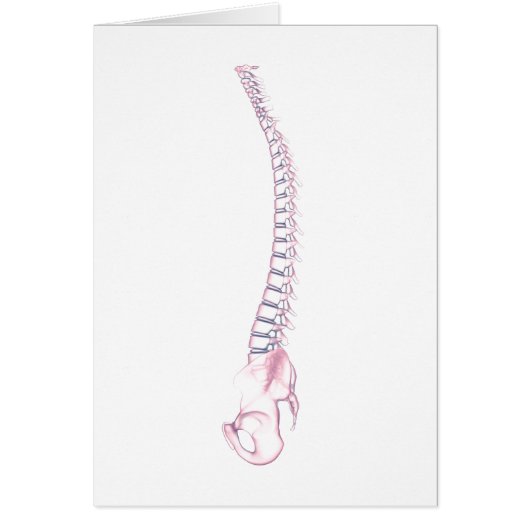 Conceptual Image Of Human Backbone 3 (Front)