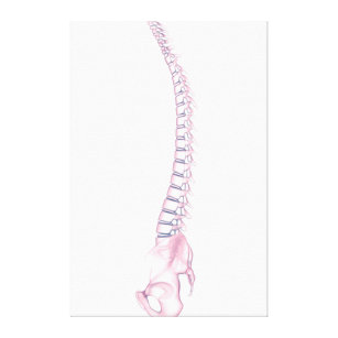 Conceptual Image Of Human Backbone 3 Canvas Print
