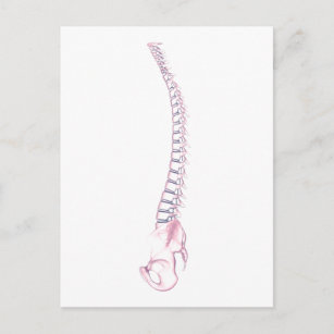 Conceptual Image Of Human Backbone 3 Postcard
