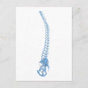 Conceptual Image Of Human Backbone 5 Postcard