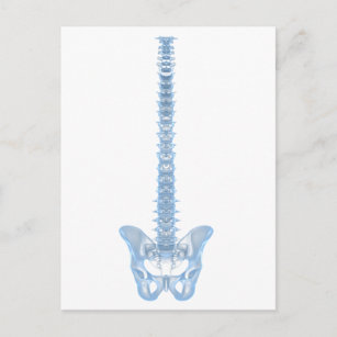 Conceptual Image Of Human Backbone 6 Postcard