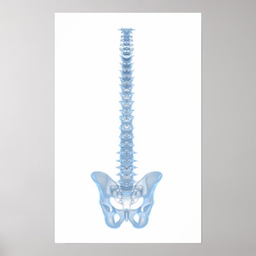 Conceptual Image Of Human Backbone 6 Poster