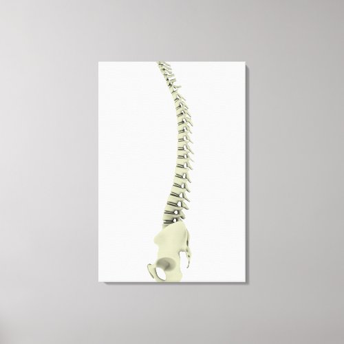 Conceptual Image Of Human Backbone 7 Canvas Print