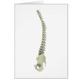 Conceptual Image Of Human Backbone 7 Cards (Front)