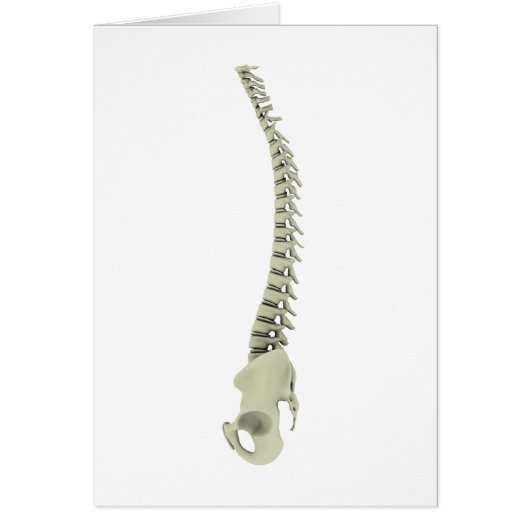 Conceptual Image Of Human Backbone 7 Cards (Front)
