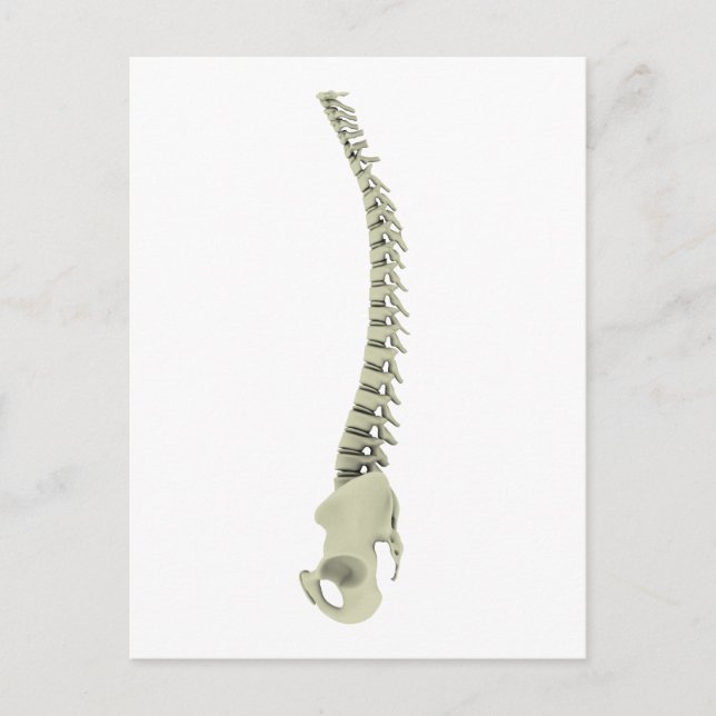 Conceptual Image Of Human Backbone 7 Postcard (Front)