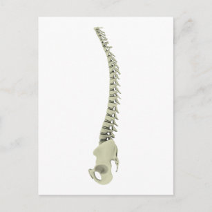 Conceptual Image Of Human Backbone 7 Postcard