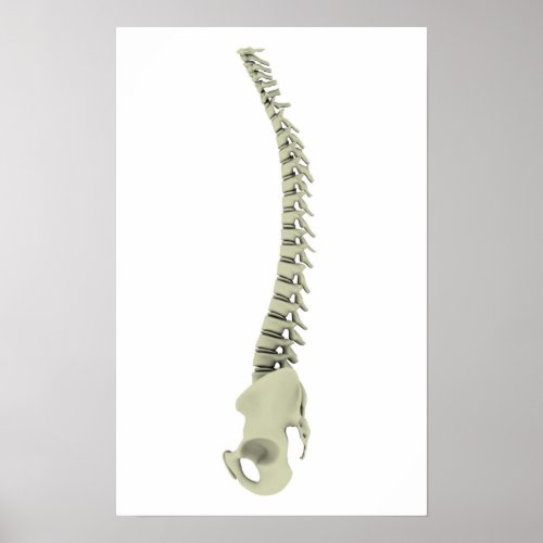 Conceptual Image Of Human Backbone 7 Poster
