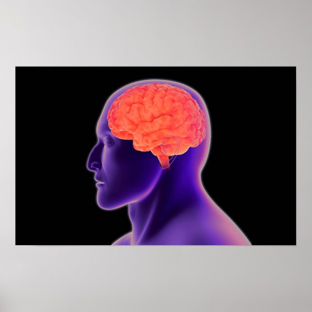 Conceptual Image Of Human Brain 1 Poster (Front)
