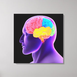 Conceptual Image Of Human Brain 7 Canvas Print